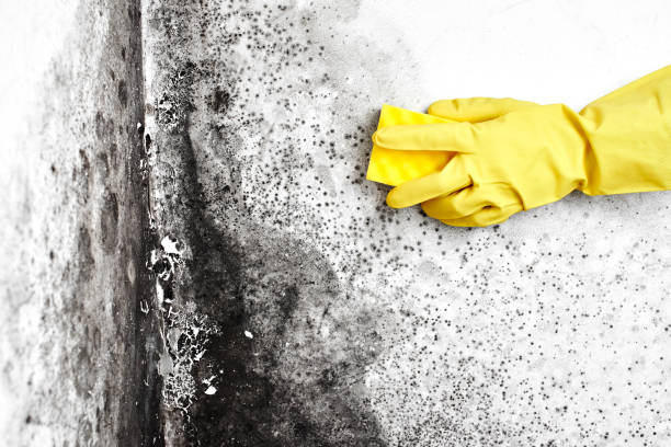 Best Black Mold Removal  in Merrillville, IN