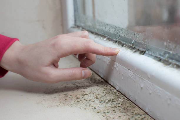 Best Dehumidification Services  in Merrillville, IN